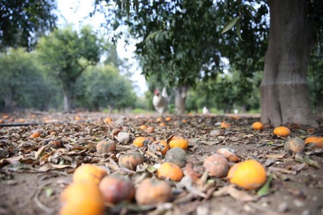 Mula'nn Bitez, Ortakent, Yalkavak mahalleleri bata olmak zere yarmadann farkl blgelerindeki tarlalarda yarm asrdan fazla sredir yetitirilen Bodrum mandalinas olumsuz hava artlar nedeniyle reticisini zd.