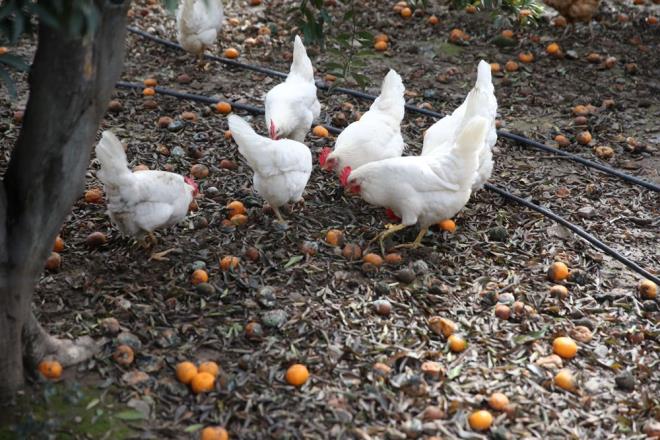 "YEL FORMUNU KULLANABLRZ"    Bodrum yerli mandalinasnn temmuz aynda yeil halindeyken de kullanlabilir bir rn olduuna dikkati eken Aras, yle konutu:    "Yerli Bodrum mandalinas bir sanayi rndr. Eer biz temmuzdan itibaren yeil formunu kullanabilir ve btn iletmelerimizi de menlerine bu rnleri koymalarn salayabilirsek o zaman sezonumuzu ok uzatacaz. Aralk ayna yani, mandalina yenebilir forma gelene kadar belki de yzde 60 rekoltesini kullanabilir duruma geleceiz. Bunu yaparsak aralkta daha az ve kaliteli rne ulam olacaz."