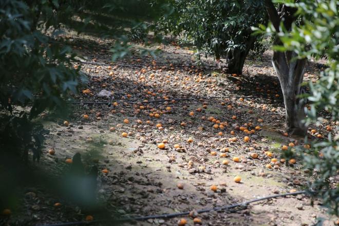 Mandalinann yeil haldeyken tketiminin ne karlmas gerektiini vurgulayan Aras, "Burada yetkililere ve iletmelere de i dyor. Eer bu alma olursa bundan byle hibir mandalinay yere dkmeyiz. Biz bu rn ocan ilk haftasna kadar yzde 100'n kullanabiliriz" diye konutu.