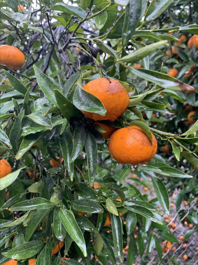 lede etkili olan dolu ve frtnann rnlere zarar verdiini anlatan Kocadon, yle konutu:    "Dolu, don ve frtnadan maalesef byk miktarda mandalina kaybmz oldu. Bu bizim Bodrum iftimiz iin maddi kayp olmutur. Bodrum mandalinas dier trlere gre ge yetiiyor ve biraz souklarda toplanyor. Erken toplamak da olabilir ancak o anda piyasaya hakim olan mandalina tr satsuma."