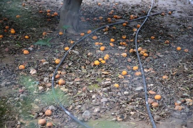 Bodrum Ticaret Odas (BODTO) ve Bodrum Turungil reticileri Birlii Bakan Mahmut Serdar Kocadon, bu yl mandalina rekoltesinin geen yla gre daha iyi olduunu syledi.