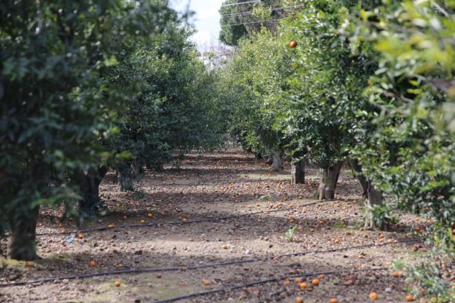 Yllardr babadan kalan mandalina bahesindeki rnleri ileyen turizmci ve retici Erman Aras da hava koullarnn bir anda rnleri olumsuz ynde etkiledii syledi.
