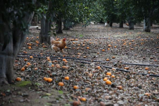 "UMUTLARIMIZ SENEYE KALDI"    Yerli mandalinann ocakta hava artlarnn riskli olduu dnemde yetitiini aktaran Aras, "Bizim bir aydan da ksa sezonumuz var. Bu yl rekolteden ok mitliydik ancak ocan ilk haftasndan sonra iki saat yaan doluyla karlatk. O dolu ve arkasndan gelen frtna btn rnleri yere dkt. 30 ton mandalinamz feda ettik. Umutlarmz seneye kald" ifadelerini kulland.