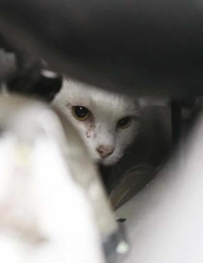 ngiltere'deki Bat Sussex'de yaayan anssz kedi Napolyon, pencereden aa, yaklak 9 metreden dt ve bir arabann motorunun iinde skp kald.