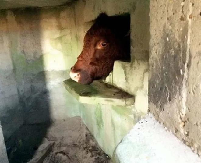 Cebelitark'ta ekilen bu fotoraftaki talihsiz inek yaklak 4 saat boyunca ayn yerde skp kald.