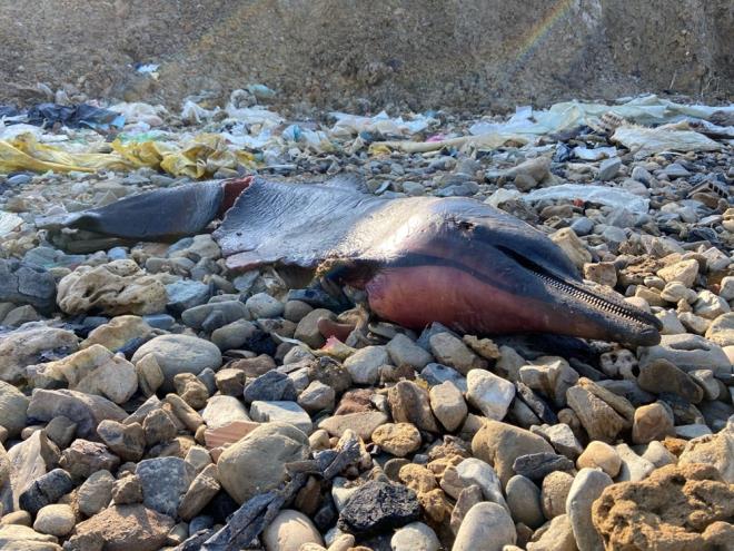Eypsultan hsaniye Mahallesi ve Aal sahili arasnda sokak hayvanlarn yem brakmak iin giden Grkan Gazolu, onlarca l yunus balklarnn sahile vurduunu grd.    Grd manzara karsnda aknlk yaayan Gazolu durumu jandarma ve sahil gvenlik ekiplerine haber verdi.