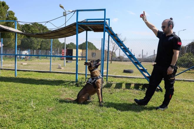 Dogs with “Sensitive Nose” are not looking for drugs, but bullets - Dogs with Sensitive Noses, who are in charge of the 1st Dog Training Center of Antalya Police Department, are the greatest helper of the police .  Dogs selected from breeds with a developed sense of smell become indispensable for operations after long years of training.  7 of the purebred dogs, especially the Belgian Shepherd and the German Shepherd, work within the anti-narcotics branch of the Antalya Police Department.  All dogs, whose care, food and all their needs are taken care of by the general management, are also known by name.