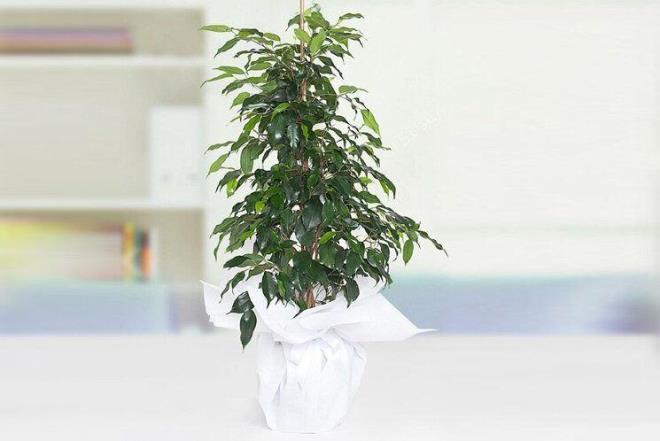 11. Benjamin  <br>  Benjamin bitkisi, formaldehit ve ksileni absorbe etme zellii ile bilinir.