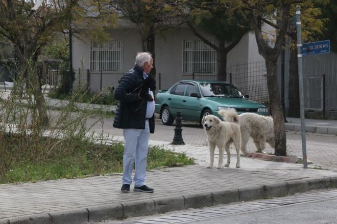 In the neighborhood of Belek, where Mahra lives, orphaned dogs continue to roam the streets.