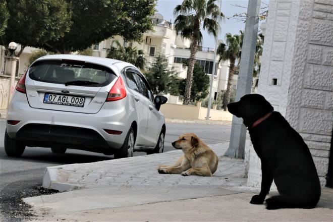 Stray dogs in the neighborhood where 9-year-old Mahra Melin Pınar, who ran away from the dog in Serik neighborhood of Antalya and died in hospital after being hit by a truck, lives, continue to instill the fear among people in the neighborhood.  .
