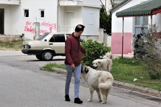 İsmail Gök, who lives in the neighborhood, rebelled against the stray dogs roaming the neighborhood and said, “Mahra and I were sitting together at the site.  We want the dogs to come together by making shelters.