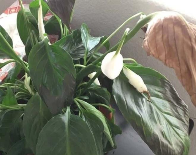 Biraz zaman getikten sonra bitkilerinizin eski canl ve parlak haline kavutuunu greceksiniz.   <br>  te bu kadar kolay...