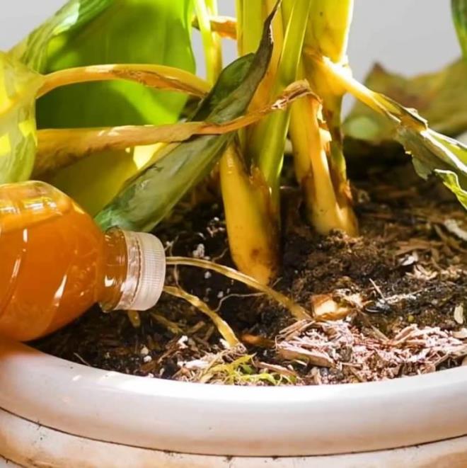 alkaladnz ieyi solmu olan bitkilerinize yava yava aktn.