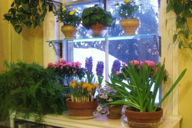 Evde yetitirilen birkiler bazen nedensiz yere solar ve canlln kaybeder. Pasl olan ivileri atmayarak ieklerinize kullanarak hepsini canlandrabilirsiniz.