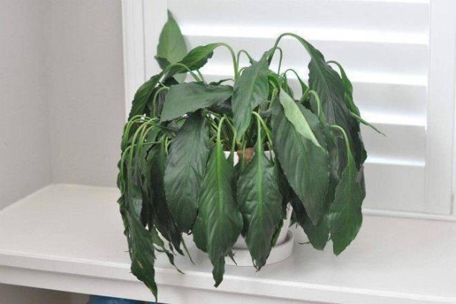 Pasn iinde bulunan demir bitkilere oksijen verir. Bu yntem ile bitkileriniz daha canl grnrken ayn zamanda mr de uzam olacak. te yapmanz gerekenler...