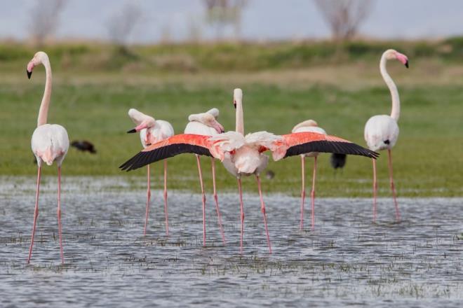 GEEN YIL YAVRU FLAMNGOLAR LMT    Blgede yaayan ifti Muammer Tosun, geen yl kuraklk nedeniyle yavru flamingolarn ldn belirterek, ''Geen yl kuraklk dolaysyla Tuz Gl havzasnda suyumuz kalmamt. Suyun tkenmesinden dolay flamingolarn lmesi bizleri ok zd. Bu yl sularn bol olmas nedeniyle flamingolarn srler halinde geldiini grmek bizleri duygulandrd'' diye konutu.