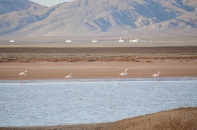 HER YIL 30 BN FLAMNGOYA EV SAHPL YAPIYOR    Gl, bahar ve yaz aylarnda yaklak 30 bin flamingoya ev sahiplii yapyor. Gle g eden flamingolardan bazlar gelmeye balad.