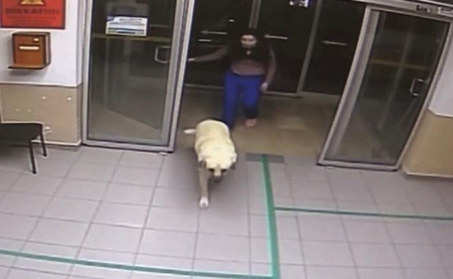 Veteriner Hekim Elif nl, "Gece nbetindeydim. Bir ift, yavru bir kpek getirdi. Yavru kpek zgn, ishal ve yemek yemedii ikayetiyle getirildi. Biz de tedavisini yaptk.  Aradan birka saat geti. Kapnn nnde yetikin kpek belirdi. Yavrunun tedavisinin ardndan aklmza 'acaba bu yavru, kapda bekleyen yetikin kpein yavrusu mu?' diye geldi. Kapy atmzda yavruyla anne kpek bulutu. Yavru, annesini emmeye balad. Daha sonra yavrusunu ald gitti" dedi.