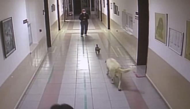 Veteriner Hekim Elif nl, yavru kpei kucanda koridora kard. Yavru kpek, annesinin yanna koup st emmeye balad. yileen yavru, annesiyle birlikte hastaneden ayrld.