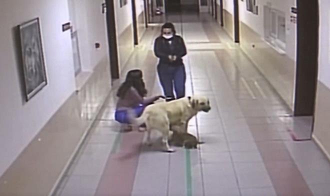 Yaananlar hem cep telefonuyla kayda alnd, hem de gvenlik kameralarna yansd. Gvenlik kameralarnda kpein, saat 01-00 ile 03.00 arasnda hastanenin nnde bekledii tespit edildi.