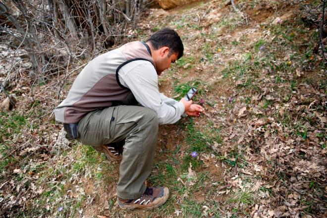 Kayseri'nin Yahyal ilesinde grlen ve nokta endemii olduu belirlenen kr navruzu, Doa Koruma ve Milli Parklar ekibince korunup yaylm gzleniyor.