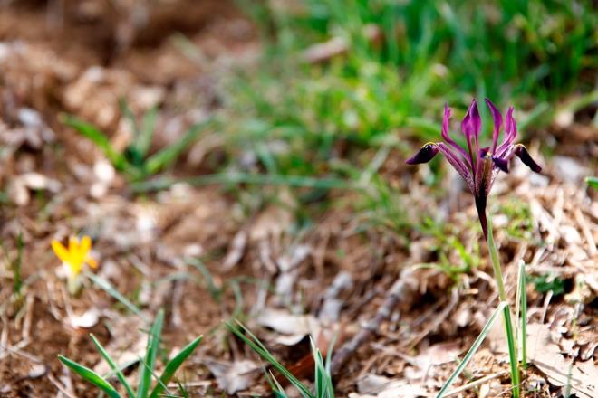 Dou ve Gneydou illerinde de kr navruzu bulunduunu fakat bilimsel aratrma yapan uzmanlarca bu bitkilerin detayl bir ekilde incelenip farkl ynlerinin tespit edildiini anlatan Dindar, yle konutu:    "Yahyal'daki kr navruzu ile dier navruzlar arasnda gvde kn asndan farkllklar bulunuyor. Gerek yaprak asndan gerek ieklenme zaman gerek tohum ekli ve bulunduu rakm, iklim asndan deerlendirmeler yaplyor ve bunlarn farkl tr olduu tespitine varlyor. Bu bitkimiz bilimsel almalar sonucu 2012 ylnda tespit edildikten sonra Bakanlmz ve Genel Mdrlmzn katklaryla tr eylem plan hazrlanmasna karar verildi ve iin uzmanlarnca bu plan hazrland.
