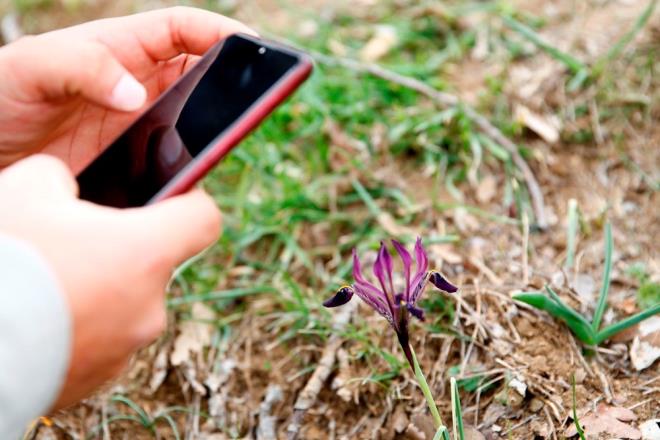 Yahyal ilesinin bir kynde bulunan kr navruzu karlarn erimesi ve havalarn snmasyla kendini gstermeye balad. iein tahribini nleme adna koparanlara 109 bin 593 lira para cezas uygulanyor.<br>  Kayseri Doa Koruma ve Milli Parklar ube Mdr Harun Dindar, Trkiye'nin iklim eitliliinden dolay Avrupa'ya kyasla bitki ve biyolojik trde daha zengin olduunu syledi.