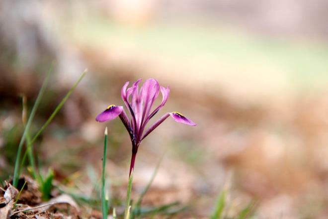 Kr navruzunun korunmas iin herkesi duyarl olmaya aran Dindar, "evre Kanunu'nun biyolojik eitlilii tahrip etme maddesi gereince 109 bin 593 TL cezas var. Bir dal koparaym yakama takaym ya da defterimin arasnda kurutaym denmesin, bunun cezas ok ar. Kymetli bir bitki, dalnda sevelim, yerinde sevelim." diye konutu.