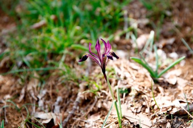 Kayseri'de yaplan biyolojik eitlilik envanter almasnda da bunlara deinildi. Bu bitkinin ieklenme dneminde, kendisini gstermeye balad dnemde ne durumda olduunu, yaylarak devam m ettii veya neslinin tkenme tehlikesinde olup olmadn biz her yl kontrol ediyoruz. Aratrma mdrlklerine tohumlar gnderiliyor, saklanyor. Okullarda verilen eitimle bilinlendirme almalarmz sryor."