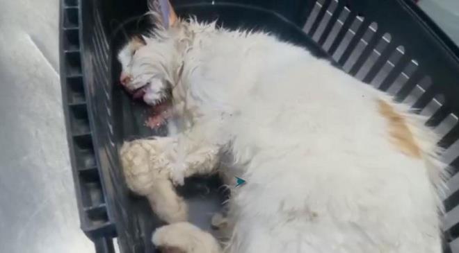 JANDARMA ALIMA BALATTI    Bu duruma tepki gsteren, sorumlularn bulunmasn isteyen hayvanseverler Pamukkale le Jandarma Komutanl'na ikayeti oldu.    Jandarma phelilerin bulunmas iin alma balatt.