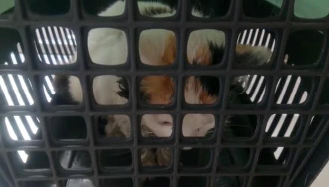 Bir st sokakta pe pee 15 hayvann zehirlendiini duyduklarn belirten Baer, "Can sklan birinin zehirle hayvanlar ldrmesi bizim de canmz actyor. Bir an nce bunu yapan kii ya da kiiler bulunmal" diye konutu.