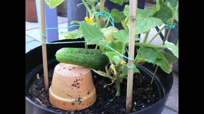 SALATALIK    Geni bir saksya 9-10 tohum dikebilirsiniz. Ektikten sonra sulayn ve saksy evinizde bol gne alan yer koyun. Filizler byrken 7-8 saat gne almal. Her gn (sabah erken veye akam zeri) yamurlama eklinde sulayn. Dik olarak bymelerini salamak amacyla saksya bir de srk dikebilirsiniz.