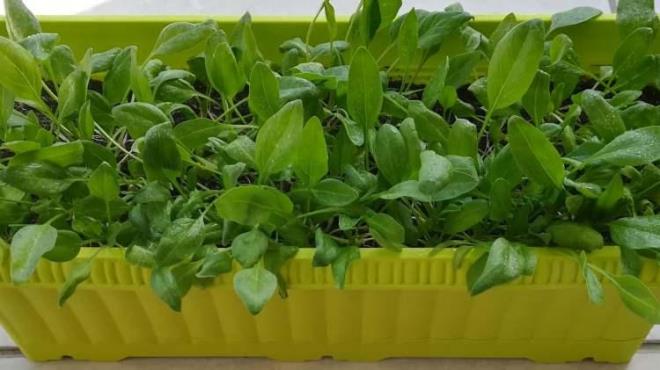 ROKA VE TERE    Torflu toprak sein. Roka ve tere tohumlar genie sakslara ekilebilir. Roka suyu ve nemli topra sever. Yar glge alanlar, bu bitkiler iin daha iyi bir ortam sunar.