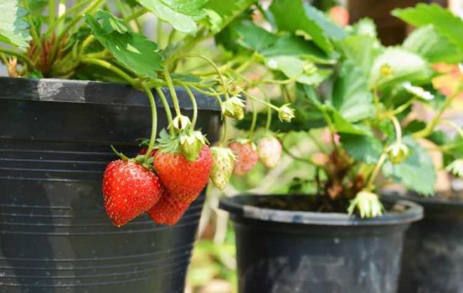 LEK    Saksda rahatlkla yetitirilebilir. Torflu toprak sein. Fide olarak ekmek rn verme srecini hzlandrr. Bitki gerekli gnei almal, toprak nemli kalmal. ok sulamayn ve dibi delik saks kullann.