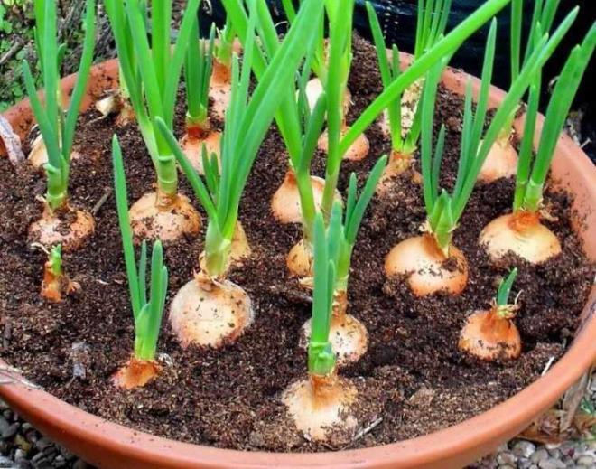 SOAN    Soan ve sarmsan mevsimi yok. Her zaman ekebilirsiniz. K aylarnda gne alan kapal ve serin bir balkonda salkl yetiir. Kullanmadnz ve yeillenmeye balayan soan toprakla doldurduunuz bir yourt kabna gmp sulayn, bu kadar. Arpack soanlarn ucunu topraa gmerek de soan yetitirebilirsiniz. Sarmsaklar da tek di halinde kabuunu soymadan ekin (filizlenecek ksm stte kalmal).