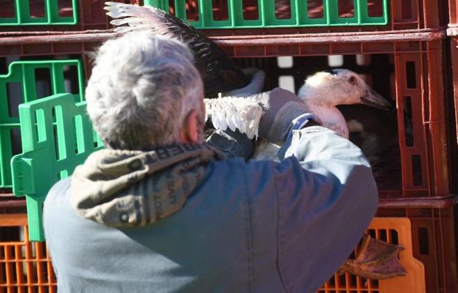 Son derece agresif ve olduka bulac olan ku gribinin H5N1 adl varyant son aylarda Avrupa'da hzla yaylyor ve bata talya olmak zere birok lkede toplu itlaflara yol ayor.