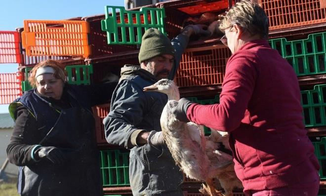 Ku gribi virs, Fransa'nn en byk kmes hayvan reten blgelerine ulatndan bu yana  itlaflar da artt.