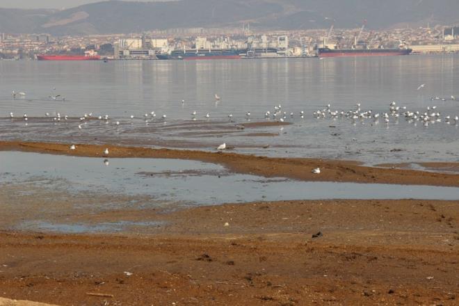 Kavakl sahilinin hayvan gbresiyle kapland ve bu durumun kt kokuya neden olduu ihbar zerine Kocaeli Bykehir Belediyesi ekipleri harekete geti.