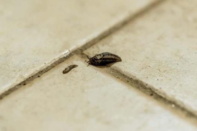 SALYONGOZ VE SMKL BCEKLERDEN KURTULUN    lkbahar ve yaz aylarnda her gece evinizin nnde smkl bcekler geliyorsa onlar yok etmek iin, kk bir kase Coca-Cola yerletirmeyi dnn. Sodadaki eker salyangozlar ve salyangozlar ekerken asit onlar ldrr.