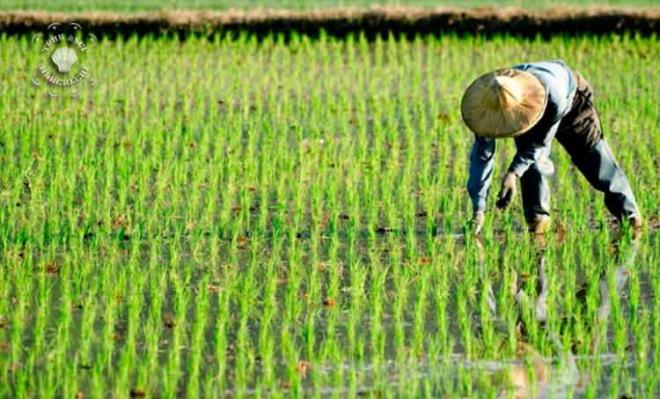 PEK PRNLERDE ARSENK NEDEN VAR?    Tarlada yetitirilen pirin birok tarm ilacna maruz kalyor ve tarm ilac kullanlmasndaki en byk etken bcek ve zararl bakterilerden korumaktr. Ancak uzmanlar bcee zarar veren tarm ilac salmza zarar verdiinden bahsediyor. Arsenik kalntlar pirinlerin ambalajlarnn stnde ok kez rastladmz bir gerek haline geldi.