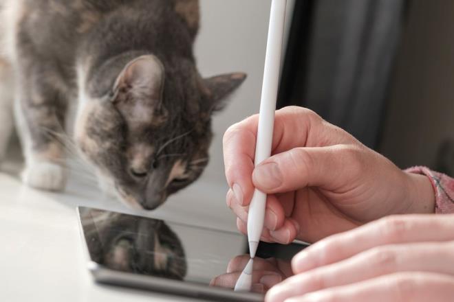 Evde yaayan 19 kedi, sahibinin kedi arkadann adn sylediinde ve onun resmini gsterdiinde kafasn evirirken, baka bir isim sylediinde fotorafta o kediyi arad.    Kyoto niversitesi'nden yazarlar, sonularn kedilerin birbirlerinin isimlerini ve muhtemelen sahiplerinin isimlerini bildiini gsterdiini syledi.