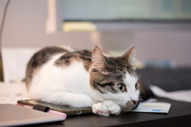 Japonya?daki Kyoto niversitesi?nde kedilerin davranlar zerine yeni bir alma yaymland.    En az iki evcil hayvanla birlikte yaayan 48 kedi zerinde yaplan almada, kedilerin sahiplerinin ve dier arkadann adn bildii ortaya kt.