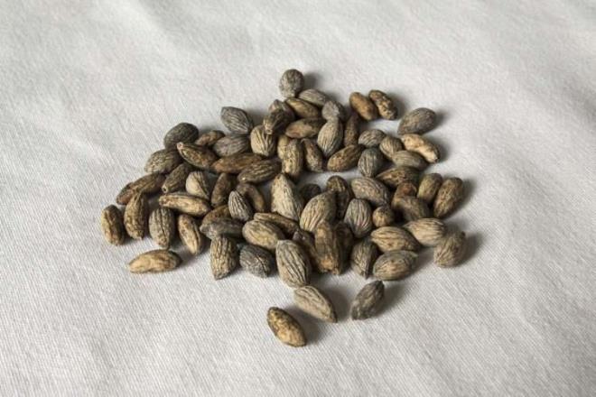 Hcreleri yenilemesi vcudu hem din tutar hem de kanser oluma riskini azaltr.