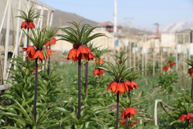 Hakkari ve Van'da yetien ters laleler, Yksekova'da havalarn snmasyla birlikte iek at.