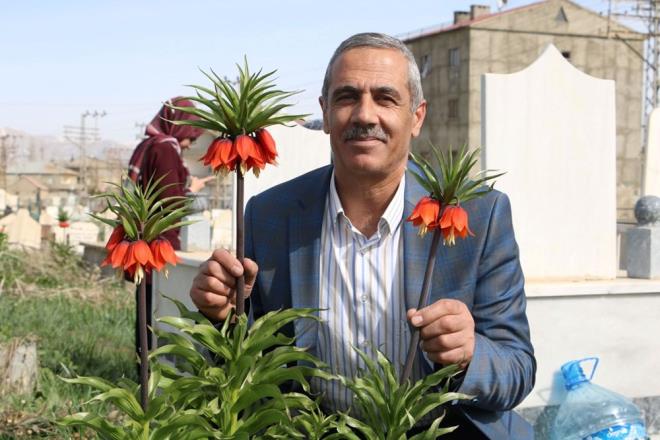 Orman Mahallesi?ndeki mezarlkta boy veren ters laleleri grmek iin gelenler bol bol fotoraf ekti.