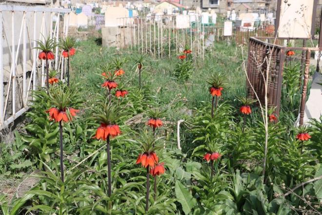 SADECE BU BLGEDE YETYOR    Bir aylk mr olan ters lalelerin mezarla renk kattn belirten Nadir Kna, ?Sadece Hakkari blgemizde yetien bu endemik iekler, ayn zamanda mezarlmza gzle bir renk katyor. Her yl nisan ve mays aylarnda boy veren bu endemik iekler, sadece blgemizde yetiiyor? dedi.