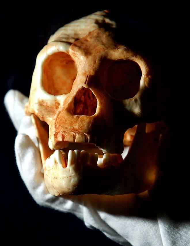 "HOBBTLER BUGN HALA YAIYOR"    Ancak, baz bilim insanlar ?hobbit?lerin aslnda lmediini ve Dou Endonezya'nn uzak dalarnda on binlerce yldr yaamaya devam ettiini dnyor. ngiliz antropoloji profesr ve Oxford niversitesi?nin eski akademisyenlerinden Dr. Gregory Forth, hobbit insanlarnn gizemini ortaya karmaya alan abalarn ayrntl olarak anlatt. 30'dan fazla  grg tan olduunu syleyen Forth, ister hobbit?lerin dorudan torunlar veya bir 'kuzen' tr olsun, bugn hala hayatta olabileceini savundu.