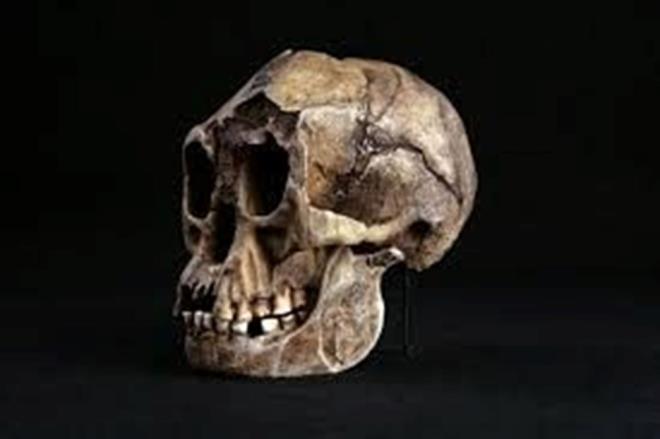 DOU ENDONEZYA ADALARINDAK HER EY HENZ KEFEDLMED    Bunlarn yan sra Flores'te bir pigme kabilesi olan Rampasasa halk yayor. ancak dier insanlarla serbeste karyor. Ancak, Dr Forth, yerliler tarafndan bildirilen canllarn davranlarnn ok daha gizli olduunu aktard:       "Kantlar sundum ve en makul sonucu kardm. Eski Sherlock Holmes yntemi. Kantlara dayanarak tm olaslklar alr ve birer birer hari tutarsnz ve geri kalan olaslk ne kadar dk olursa olsun doru olmaldr. Dou Endonezya'nn cra adalarndaki da maaralar hl kefedilmemi blgelerdir, bu yzden ilerinde ne harikalar olduunu kim bilebilir.Henz hibir saha zoolou, H. Floresiensis'in canl rneklerini aramyor. Ama bu onlarn bulunamayaca anlamna gelmez.?