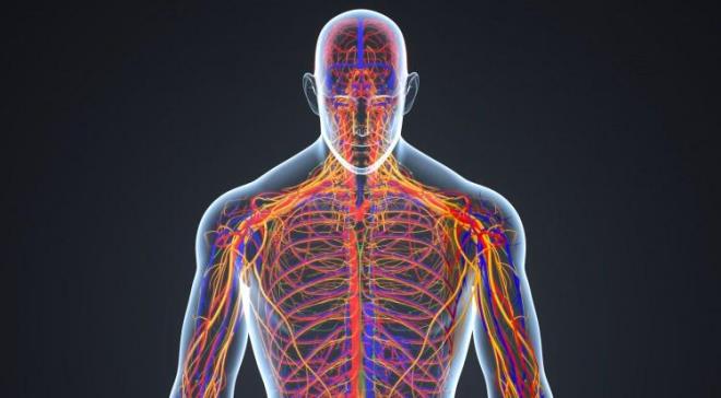 SNR SSTEMN YENLER!    Tketilen su, sindirim hcrelerini glendirerek beyne ve dier organlara verilen sinyallerin daha salkl iletilmesine neden olur. Bu sayede vcudun konsantre gc artar. Su tketildie artan ak vcuttaki enerjiyi ykseltir. Ba ars, yorgunluk ve depresyon risklerini azaltr.