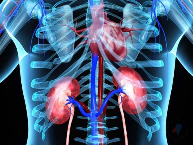 BBREKLERE FAYDASI!    Bol su imek bbrek ilevselliini artrr. Bbrek st bezlerin daha iyi almasn salar. Bu sayede vcutta asit birikmez. Ayrca aside bal ta kum olumaz.